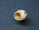 TOKO-BEADS PB008-94 Beach Shell Charm 14mm PB008-94 ビーチシェルチャーム 14mm Asian bead & African bead  Handmade,Lampeork,bead,asia,india,ethnic,parts,accessory,beads とんぼ玉,ビーズ,トンボ玉,アジア,インド,エスニック,手作り,パーツ,アクセサリー