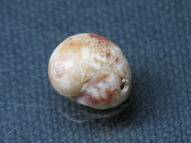 TOKO-BEADS PB008-94 Beach Shell Charm 14mm PB008-94 ビーチシェルチャーム 14mm Asian bead & African bead  Handmade,Lampeork,bead,asia,india,ethnic,parts,accessory,beads とんぼ玉,ビーズ,トンボ玉,アジア,インド,エスニック,手作り,パーツ,アクセサリー