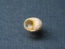TOKO-BEADS PB008-95 Beach Shell Charm 12mm PB008-95 ビーチシェルチャーム 12mm Asian bead & African bead  Handmade,Lampeork,bead,asia,india,ethnic,parts,accessory,beads とんぼ玉,ビーズ,トンボ玉,アジア,インド,エスニック,手作り,パーツ,アクセサリー