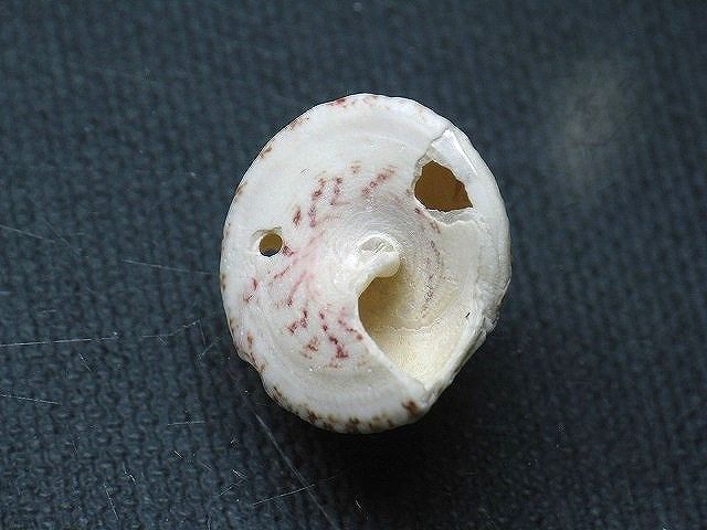 TOKO-BEADS PB008-97 Beach Shell Charm 20mm PB008-97 ビーチシェルチャーム 20mm Asian bead & African bead  Handmade,Lampeork,bead,asia,india,ethnic,parts,accessory,beads とんぼ玉,ビーズ,トンボ玉,アジア,インド,エスニック,手作り,パーツ,アクセサリー