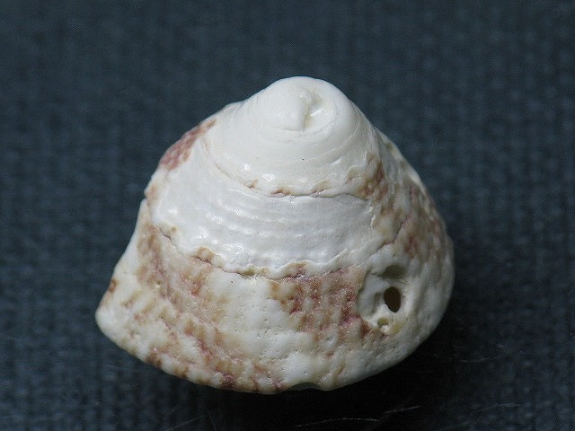 TOKO-BEADS PB008-97 Beach Shell Charm 20mm PB008-97 ビーチシェルチャーム 20mm Asian bead & African bead  Handmade,Lampeork,bead,asia,india,ethnic,parts,accessory,beads とんぼ玉,ビーズ,トンボ玉,アジア,インド,エスニック,手作り,パーツ,アクセサリー