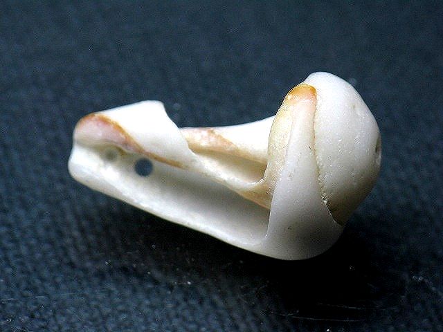TOKO-BEADS PB008-99 Beach Shell Charm 26mm PB008-99 ビーチシェルチャーム 26mm Asian bead & African bead  Handmade,Lampeork,bead,asia,india,ethnic,parts,accessory,beads とんぼ玉,ビーズ,トンボ玉,アジア,インド,エスニック,手作り,パーツ,アクセサリー