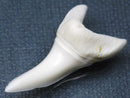 TOKO-BEADS PB009-12 Shark Tooth (Mako Shark LL) 37mm PB009-12 サメの歯（アオザメＬＬ） 37mmPB009-12 Shark Tooth (Mako Shark LL) 37mmHandmade,Lampeork,bead,asia,india,ethnic,parts,accessory,beads| TOKO-BEADS |PB009-12 Shark Tooth (Mako Shark LL) 37mm Asian bead & African bead  Handmade,Lampeork,bead,asia,india,ethnic,parts,accessory,beads とんぼ玉,ビーズ,トンボ玉,アジア,インド,エスニック,手作り,パーツ,アクセサリー