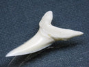 TOKO-BEADS PB009-13 Shark Tooth (Mako Shark LL) 37mm PB009-13 サメの歯（アオザメＬＬ） 37mmPB009-13 Shark Tooth (Mako Shark LL) 37mmHandmade,Lampeork,bead,asia,india,ethnic,parts,accessory,beads| TOKO-BEADS |PB009-13 Shark Tooth (Mako Shark LL) 37mm Asian bead & African bead  Handmade,Lampeork,bead,asia,india,ethnic,parts,accessory,beads とんぼ玉,ビーズ,トンボ玉,アジア,インド,エスニック,手作り,パーツ,アクセサリー