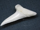 TOKO-BEADS PB009-21 Shark Tooth (Mako Shark LL) 38mm PB009-21 サメの歯（アオザメＬＬ） 38mmPB009-21 Shark Tooth (Mako Shark LL) 38mmHandmade,Lampeork,bead,asia,india,ethnic,parts,accessory,beads| TOKO-BEADS |PB009-21 Shark Tooth (Mako Shark LL) 38mm Asian bead & African bead  Handmade,Lampeork,bead,asia,india,ethnic,parts,accessory,beads とんぼ玉,ビーズ,トンボ玉,アジア,インド,エスニック,手作り,パーツ,アクセサリー