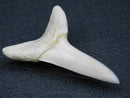 TOKO-BEADS PB009-22 Shark Tooth (Mako Shark LL) 38mm PB009-22 サメの歯（アオザメＬＬ） 38mmPB009-22 Shark Tooth (Mako Shark LL) 38mmHandmade,Lampeork,bead,asia,india,ethnic,parts,accessory,beads| TOKO-BEADS |PB009-22 Shark Tooth (Mako Shark LL) 38mm Asian bead & African bead  Handmade,Lampeork,bead,asia,india,ethnic,parts,accessory,beads とんぼ玉,ビーズ,トンボ玉,アジア,インド,エスニック,手作り,パーツ,アクセサリー