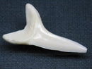 TOKO-BEADS PB009-28 Shark Tooth (Mako Shark LL) 37mm PB009-28 サメの歯（アオザメＬＬ） 37mmPB009-28 Shark Tooth (Mako Shark LL) 37mmHandmade,Lampeork,bead,asia,india,ethnic,parts,accessory,beads| TOKO-BEADS |PB009-28 Shark Tooth (Mako Shark LL) 37mm Asian bead & African bead  Handmade,Lampeork,bead,asia,india,ethnic,parts,accessory,beads とんぼ玉,ビーズ,トンボ玉,アジア,インド,エスニック,手作り,パーツ,アクセサリー