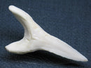 TOKO-BEADS PB009-29 Shark Tooth (Mako Shark LL) 43mm PB009-29 サメの歯（アオザメＬＬ） 43mmPB009-29 Shark Tooth (Mako Shark LL) 43mmHandmade,Lampeork,bead,asia,india,ethnic,parts,accessory,beads| TOKO-BEADS |PB009-29 Shark Tooth (Mako Shark LL) 43mm Asian bead & African bead  Handmade,Lampeork,bead,asia,india,ethnic,parts,accessory,beads とんぼ玉,ビーズ,トンボ玉,アジア,インド,エスニック,手作り,パーツ,アクセサリー