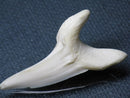 TOKO-BEADS PB009-39 Shark Tooth (Mako Shark LL) 41mm PB009-39 サメの歯（アオザメＬＬ） 41mmPB009-39 Shark Tooth (Mako Shark LL) 41mmHandmade,Lampeork,bead,asia,india,ethnic,parts,accessory,beads| TOKO-BEADS |PB009-39 Shark Tooth (Mako Shark LL) 41mm Asian bead & African bead  Handmade,Lampeork,bead,asia,india,ethnic,parts,accessory,beads とんぼ玉,ビーズ,トンボ玉,アジア,インド,エスニック,手作り,パーツ,アクセサリー