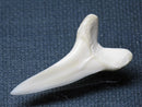 TOKO-BEADS PB009-47 Shark Tooth (Mako Shark LL) 35mm PB009-47 サメの歯（アオザメＬＬ） 35mmPB009-47 Shark Tooth (Mako Shark LL) 35mmHandmade,Lampeork,bead,asia,india,ethnic,parts,accessory,beads| TOKO-BEADS |PB009-47 Shark Tooth (Mako Shark LL) 35mm Asian bead & African bead  Handmade,Lampeork,bead,asia,india,ethnic,parts,accessory,beads とんぼ玉,ビーズ,トンボ玉,アジア,インド,エスニック,手作り,パーツ,アクセサリー