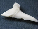 TOKO-BEADS PB009-49 Shark Tooth (Mako Shark LL) 40mm PB009-49 サメの歯（アオザメＬＬ） 40mmPB009-49 Shark Tooth (Mako Shark LL) 40mmHandmade,Lampeork,bead,asia,india,ethnic,parts,accessory,beads| TOKO-BEADS |PB009-49 Shark Tooth (Mako Shark LL) 40mm Asian bead & African bead  Handmade,Lampeork,bead,asia,india,ethnic,parts,accessory,beads とんぼ玉,ビーズ,トンボ玉,アジア,インド,エスニック,手作り,パーツ,アクセサリー