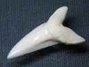 TOKO-BEADS PB009-52 Shark Tooth (Mako Shark LL) 36mm PB009-52 サメの歯（アオザメＬＬ） 36mmPB009-52 Shark Tooth (Mako Shark LL) 36mmHandmade,Lampeork,bead,asia,india,ethnic,parts,accessory,beads| TOKO-BEADS |PB009-52 Shark Tooth (Mako Shark LL) 36mm Asian bead & African bead  Handmade,Lampeork,bead,asia,india,ethnic,parts,accessory,beads とんぼ玉,ビーズ,トンボ玉,アジア,インド,エスニック,手作り,パーツ,アクセサリー