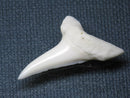 TOKO-BEADS PB009-54 Shark Tooth (Mako Shark LL) 33mm PB009-54 サメの歯（アオザメＬＬ） 33mmPB009-54 Shark Tooth (Mako Shark LL) 33mmHandmade,Lampeork,bead,asia,india,ethnic,parts,accessory,beads| TOKO-BEADS |PB009-54 Shark Tooth (Mako Shark LL) 33mm Asian bead & African bead  Handmade,Lampeork,bead,asia,india,ethnic,parts,accessory,beads とんぼ玉,ビーズ,トンボ玉,アジア,インド,エスニック,手作り,パーツ,アクセサリー