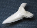 TOKO-BEADS PB009-61 Shark Tooth (Mako Shark LL) 38mm PB009-61 サメの歯（アオザメＬＬ） 38mmPB009-61 Shark Tooth (Mako Shark LL) 38mmHandmade,Lampeork,bead,asia,india,ethnic,parts,accessory,beads| TOKO-BEADS |PB009-61 Shark Tooth (Mako Shark LL) 38mm Asian bead & African bead  Handmade,Lampeork,bead,asia,india,ethnic,parts,accessory,beads とんぼ玉,ビーズ,トンボ玉,アジア,インド,エスニック,手作り,パーツ,アクセサリー