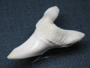 TOKO-BEADS PB009-63 Shark Tooth (Mako Shark LL) 40mm PB009-63 サメの歯（アオザメＬＬ） 40mmPB009-63 Shark Tooth (Mako Shark LL) 40mmHandmade,Lampeork,bead,asia,india,ethnic,parts,accessory,beads| TOKO-BEADS |PB009-63 Shark Tooth (Mako Shark LL) 40mm Asian bead & African bead  Handmade,Lampeork,bead,asia,india,ethnic,parts,accessory,beads とんぼ玉,ビーズ,トンボ玉,アジア,インド,エスニック,手作り,パーツ,アクセサリー