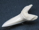 TOKO-BEADS PB009-66 Shark Tooth (Mako Shark LL) 41mm PB009-66 サメの歯（アオザメＬＬ） 41mmPB009-66 Shark Tooth (Mako Shark LL) 41mmHandmade,Lampeork,bead,asia,india,ethnic,parts,accessory,beads| TOKO-BEADS |PB009-66 Shark Tooth (Mako Shark LL) 41mm Asian bead & African bead  Handmade,Lampeork,bead,asia,india,ethnic,parts,accessory,beads とんぼ玉,ビーズ,トンボ玉,アジア,インド,エスニック,手作り,パーツ,アクセサリー
