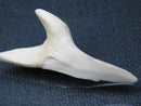 TOKO-BEADS PB009-70 Shark Tooth (Mako Shark LL) 43mm PB009-70 サメの歯（アオザメＬＬ） 43mmPB009-70 Shark Tooth (Mako Shark LL) 43mmHandmade,Lampeork,bead,asia,india,ethnic,parts,accessory,beads| TOKO-BEADS |PB009-70 Shark Tooth (Mako Shark LL) 43mm Asian bead & African bead  Handmade,Lampeork,bead,asia,india,ethnic,parts,accessory,beads とんぼ玉,ビーズ,トンボ玉,アジア,インド,エスニック,手作り,パーツ,アクセサリー