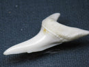 TOKO-BEADS PB009-70 Shark Tooth (Mako Shark LL) 43mm PB009-70 サメの歯（アオザメＬＬ） 43mmPB009-70 Shark Tooth (Mako Shark LL) 43mmHandmade,Lampeork,bead,asia,india,ethnic,parts,accessory,beads| TOKO-BEADS |PB009-70 Shark Tooth (Mako Shark LL) 43mm Asian bead & African bead  Handmade,Lampeork,bead,asia,india,ethnic,parts,accessory,beads とんぼ玉,ビーズ,トンボ玉,アジア,インド,エスニック,手作り,パーツ,アクセサリー