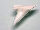 TOKO-BEADS PB009-94 Shark Tooth (Mako Shark)S10g 15mm PB009-94 サメの歯（アオザメ）Sサイズ１０ｇ 15mmPB009-94 Shark Tooth (Mako Shark)S10g 15mmHandmade,Lampeork,bead,asia,india,ethnic,parts,accessory,beads| TOKO-BEADS |PB009-94 Shark Tooth (Mako Shark)S10g 15mm Asian bead & African bead  Handmade,Lampeork,bead,asia,india,ethnic,parts,accessory,beads とんぼ玉,ビーズ,トンボ玉,アジア,インド,エスニック,手作り,パーツ,アクセサリー