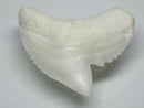 TOKO-BEADS PB009-95 Shark Tooth (Tiger Shark)   25~28mm PB009-95 サメの歯（イタチザメ）   25~28mmPB009-95 Shark Tooth (Tiger Shark)   25~28mmHandmade,Lampeork,bead,asia,india,ethnic,parts,accessory,beads| TOKO-BEADS |PB009-95 Shark Tooth (Tiger Shark)   25~28mm Asian bead & African bead  Handmade,Lampeork,bead,asia,india,ethnic,parts,accessory,beads とんぼ玉,ビーズ,トンボ玉,アジア,インド,エスニック,手作り,パーツ,アクセサリー