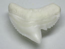 TOKO-BEADS PB009-95 Shark Tooth (Tiger Shark)   25~28mm PB009-95 サメの歯（イタチザメ）   25~28mm Asian bead & African bead  Handmade,Lampeork,bead,asia,india,ethnic,parts,accessory,beads とんぼ玉,ビーズ,トンボ玉,アジア,インド,エスニック,手作り,パーツ,アクセサリー