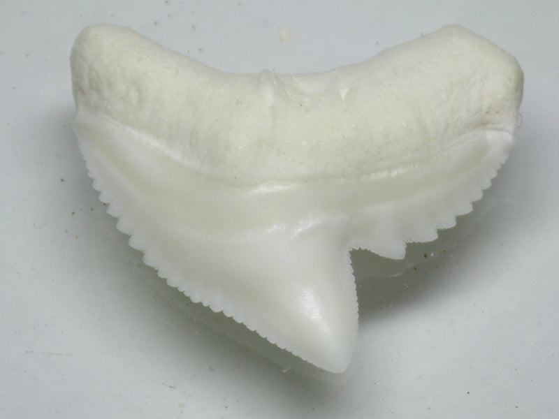| TOKO-BEADS |PB009-95 サメの歯（イタチザメ） 25~28mmとんぼ玉,ビーズ,トンボ玉,アジア,インド,エスニック,手作り,パーツ,アクセサリー