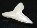 TOKO-BEADS PB012-01 Shark Tooth (Mako Shark L) 28mm PB012-01 サメの歯（アオザメ Ｌ） 28mm Asian bead & African bead  Handmade,Lampeork,bead,asia,india,ethnic,parts,accessory,beads とんぼ玉,ビーズ,トンボ玉,アジア,インド,エスニック,手作り,パーツ,アクセサリー