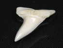 TOKO-BEADS PB012-01 Shark Tooth (Mako Shark L) 28mm PB012-01 サメの歯（アオザメ Ｌ） 28mm Asian bead & African bead  Handmade,Lampeork,bead,asia,india,ethnic,parts,accessory,beads とんぼ玉,ビーズ,トンボ玉,アジア,インド,エスニック,手作り,パーツ,アクセサリー