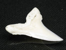 TOKO-BEADS PB012-02 Shark Tooth (Mako Shark L) 28mm PB012-02 サメの歯（アオザメ Ｌ） 28mm Asian bead & African bead  Handmade,Lampeork,bead,asia,india,ethnic,parts,accessory,beads とんぼ玉,ビーズ,トンボ玉,アジア,インド,エスニック,手作り,パーツ,アクセサリー