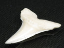 TOKO-BEADS PB012-02 Shark Tooth (Mako Shark L) 28mm PB012-02 サメの歯（アオザメ Ｌ） 28mm Asian bead & African bead  Handmade,Lampeork,bead,asia,india,ethnic,parts,accessory,beads とんぼ玉,ビーズ,トンボ玉,アジア,インド,エスニック,手作り,パーツ,アクセサリー