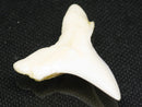 TOKO-BEADS PB012-03 Shark Tooth (Mako Shark L) 29mm PB012-03 サメの歯（アオザメ Ｌ） 29mm Asian bead & African bead  Handmade,Lampeork,bead,asia,india,ethnic,parts,accessory,beads とんぼ玉,ビーズ,トンボ玉,アジア,インド,エスニック,手作り,パーツ,アクセサリー