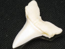TOKO-BEADS PB012-03 Shark Tooth (Mako Shark L) 29mm PB012-03 サメの歯（アオザメ Ｌ） 29mm Asian bead & African bead  Handmade,Lampeork,bead,asia,india,ethnic,parts,accessory,beads とんぼ玉,ビーズ,トンボ玉,アジア,インド,エスニック,手作り,パーツ,アクセサリー