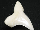 TOKO-BEADS PB012-04 Shark Tooth (Mako Shark L) 28mm PB012-04 サメの歯（アオザメ Ｌ） 28mm Asian bead & African bead  Handmade,Lampeork,bead,asia,india,ethnic,parts,accessory,beads とんぼ玉,ビーズ,トンボ玉,アジア,インド,エスニック,手作り,パーツ,アクセサリー
