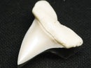 TOKO-BEADS PB012-04 Shark Tooth (Mako Shark L) 28mm PB012-04 サメの歯（アオザメ Ｌ） 28mm Asian bead & African bead  Handmade,Lampeork,bead,asia,india,ethnic,parts,accessory,beads とんぼ玉,ビーズ,トンボ玉,アジア,インド,エスニック,手作り,パーツ,アクセサリー