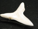 TOKO-BEADS PB012-05 Shark Tooth (Mako Shark L) 29mm PB012-05 サメの歯（アオザメ Ｌ） 29mm Asian bead & African bead  Handmade,Lampeork,bead,asia,india,ethnic,parts,accessory,beads とんぼ玉,ビーズ,トンボ玉,アジア,インド,エスニック,手作り,パーツ,アクセサリー
