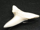 TOKO-BEADS PB012-05 Shark Tooth (Mako Shark L) 29mm PB012-05 サメの歯（アオザメ Ｌ） 29mm Asian bead & African bead  Handmade,Lampeork,bead,asia,india,ethnic,parts,accessory,beads とんぼ玉,ビーズ,トンボ玉,アジア,インド,エスニック,手作り,パーツ,アクセサリー