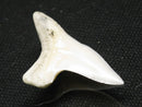 TOKO-BEADS PB012-06 Shark Tooth (Mako Shark L) 27mm PB012-06 サメの歯（アオザメ Ｌ） 27mm Asian bead & African bead  Handmade,Lampeork,bead,asia,india,ethnic,parts,accessory,beads とんぼ玉,ビーズ,トンボ玉,アジア,インド,エスニック,手作り,パーツ,アクセサリー