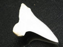 TOKO-BEADS PB012-07 Shark Tooth (Mako Shark L) 28mm PB012-07 サメの歯（アオザメ Ｌ） 28mm Asian bead & African bead  Handmade,Lampeork,bead,asia,india,ethnic,parts,accessory,beads とんぼ玉,ビーズ,トンボ玉,アジア,インド,エスニック,手作り,パーツ,アクセサリー