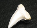 TOKO-BEADS PB012-07 Shark Tooth (Mako Shark L) 28mm PB012-07 サメの歯（アオザメ Ｌ） 28mm Asian bead & African bead  Handmade,Lampeork,bead,asia,india,ethnic,parts,accessory,beads とんぼ玉,ビーズ,トンボ玉,アジア,インド,エスニック,手作り,パーツ,アクセサリー