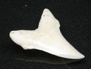 TOKO-BEADS PB012-08 Shark Tooth (Mako Shark L) 28mm PB012-08 サメの歯（アオザメ Ｌ） 28mm Asian bead & African bead  Handmade,Lampeork,bead,asia,india,ethnic,parts,accessory,beads とんぼ玉,ビーズ,トンボ玉,アジア,インド,エスニック,手作り,パーツ,アクセサリー