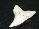 TOKO-BEADS PB012-08 Shark Tooth (Mako Shark L) 28mm PB012-08 サメの歯（アオザメ Ｌ） 28mm Asian bead & African bead  Handmade,Lampeork,bead,asia,india,ethnic,parts,accessory,beads とんぼ玉,ビーズ,トンボ玉,アジア,インド,エスニック,手作り,パーツ,アクセサリー