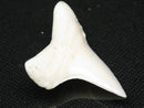 TOKO-BEADS PB012-09 Shark Tooth (Mako Shark L) 28mm PB012-09 サメの歯（アオザメ Ｌ） 28mm Asian bead & African bead  Handmade,Lampeork,bead,asia,india,ethnic,parts,accessory,beads とんぼ玉,ビーズ,トンボ玉,アジア,インド,エスニック,手作り,パーツ,アクセサリー