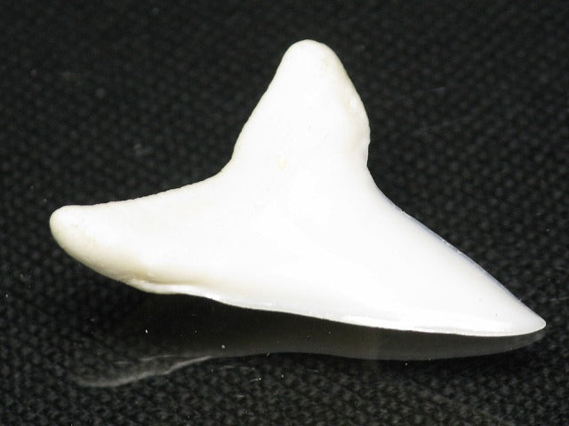 TOKO-BEADS PB012-10 Shark Tooth (Mako Shark L) 28mm PB012-10 サメの歯（アオザメ Ｌ） 28mm Asian bead & African bead  Handmade,Lampeork,bead,asia,india,ethnic,parts,accessory,beads とんぼ玉,ビーズ,トンボ玉,アジア,インド,エスニック,手作り,パーツ,アクセサリー
