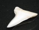 TOKO-BEADS PB012-10 Shark Tooth (Mako Shark L) 28mm PB012-10 サメの歯（アオザメ Ｌ） 28mm Asian bead & African bead  Handmade,Lampeork,bead,asia,india,ethnic,parts,accessory,beads とんぼ玉,ビーズ,トンボ玉,アジア,インド,エスニック,手作り,パーツ,アクセサリー