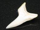 TOKO-BEADS PB012-11 Shark Tooth (Mako Shark L) 28mm PB012-11 サメの歯（アオザメ Ｌ） 28mm Asian bead & African bead  Handmade,Lampeork,bead,asia,india,ethnic,parts,accessory,beads とんぼ玉,ビーズ,トンボ玉,アジア,インド,エスニック,手作り,パーツ,アクセサリー