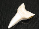 TOKO-BEADS PB012-11 Shark Tooth (Mako Shark L) 28mm PB012-11 サメの歯（アオザメ Ｌ） 28mm Asian bead & African bead  Handmade,Lampeork,bead,asia,india,ethnic,parts,accessory,beads とんぼ玉,ビーズ,トンボ玉,アジア,インド,エスニック,手作り,パーツ,アクセサリー