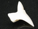 TOKO-BEADS PB012-12 Shark Tooth (Mako Shark L) 27mm PB012-12 サメの歯（アオザメ Ｌ） 27mm Asian bead & African bead  Handmade,Lampeork,bead,asia,india,ethnic,parts,accessory,beads とんぼ玉,ビーズ,トンボ玉,アジア,インド,エスニック,手作り,パーツ,アクセサリー