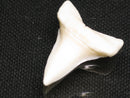 TOKO-BEADS PB012-12 Shark Tooth (Mako Shark L) 27mm PB012-12 サメの歯（アオザメ Ｌ） 27mm Asian bead & African bead  Handmade,Lampeork,bead,asia,india,ethnic,parts,accessory,beads とんぼ玉,ビーズ,トンボ玉,アジア,インド,エスニック,手作り,パーツ,アクセサリー