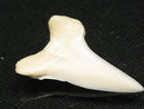 TOKO-BEADS PB012-13 Shark Tooth (Mako Shark L) 28mm PB012-13 サメの歯（アオザメ Ｌ） 28mm Asian bead & African bead  Handmade,Lampeork,bead,asia,india,ethnic,parts,accessory,beads とんぼ玉,ビーズ,トンボ玉,アジア,インド,エスニック,手作り,パーツ,アクセサリー