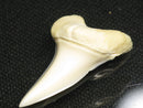 TOKO-BEADS PB012-13 Shark Tooth (Mako Shark L) 28mm PB012-13 サメの歯（アオザメ Ｌ） 28mm Asian bead & African bead  Handmade,Lampeork,bead,asia,india,ethnic,parts,accessory,beads とんぼ玉,ビーズ,トンボ玉,アジア,インド,エスニック,手作り,パーツ,アクセサリー